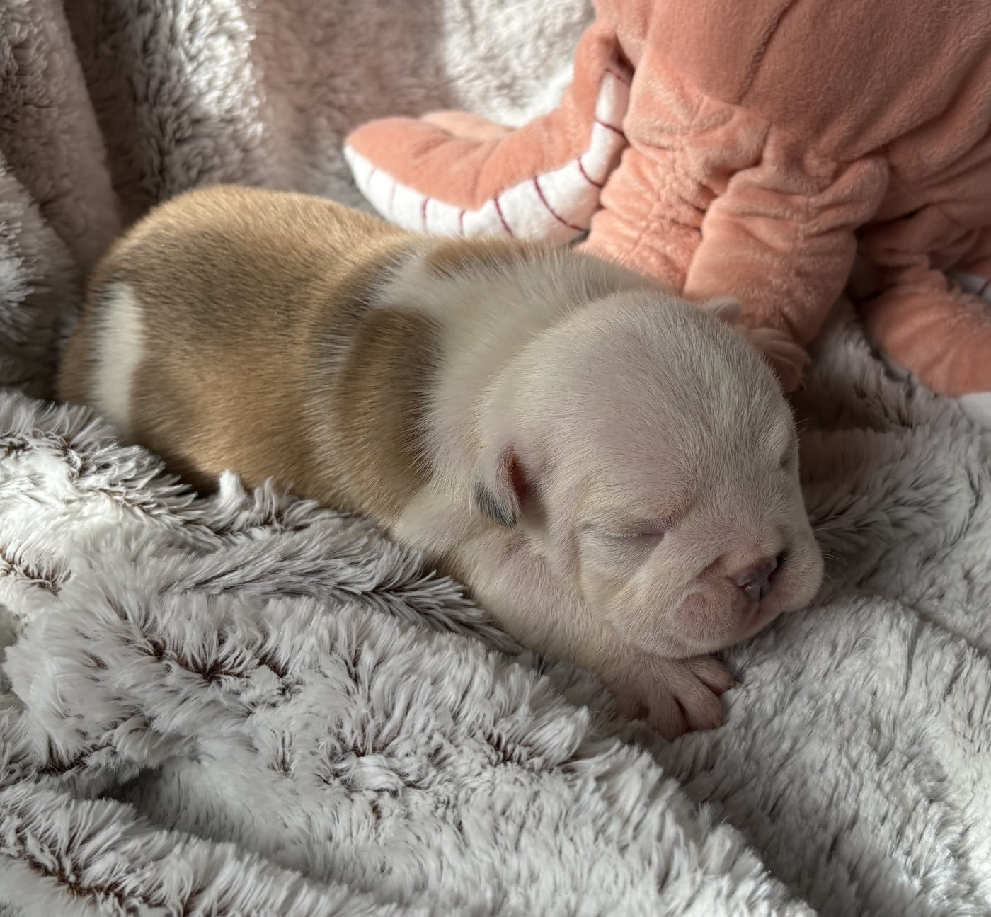 Bérénice - Bulldog Anglais