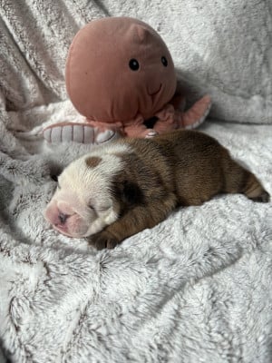 Les chiots de Bulldog Anglais