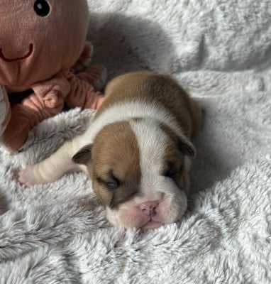 Les chiots de Bulldog Anglais