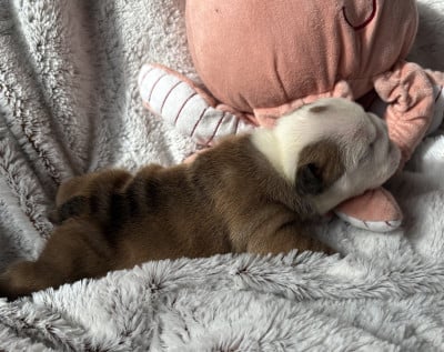 Les chiots de Bulldog Anglais