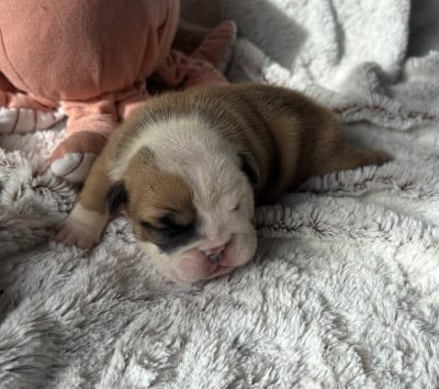 Les chiots de Bulldog Anglais