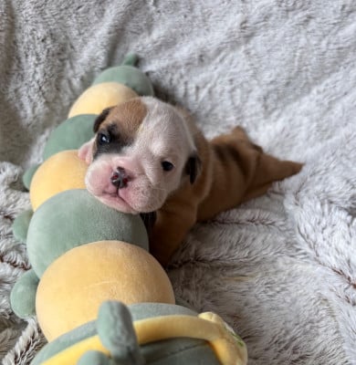 Les chiots de Bulldog Anglais