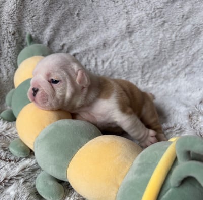 Les chiots de Bulldog Anglais