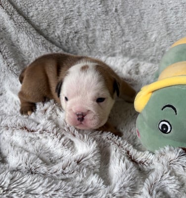 Les chiots de Bulldog Anglais