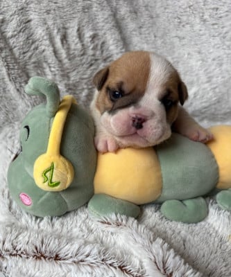 Les chiots de Bulldog Anglais