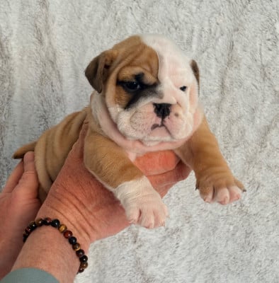 Les chiots de Bulldog Anglais