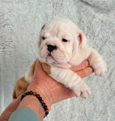 Les chiots de Bulldog Anglais