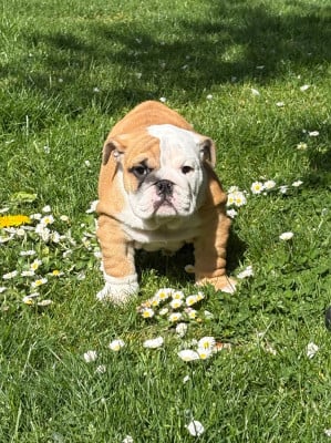 Les chiots de Bulldog Anglais