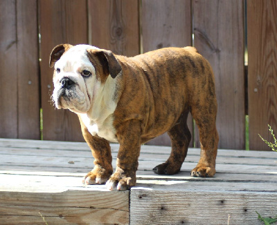 Les chiots de Bulldog Anglais