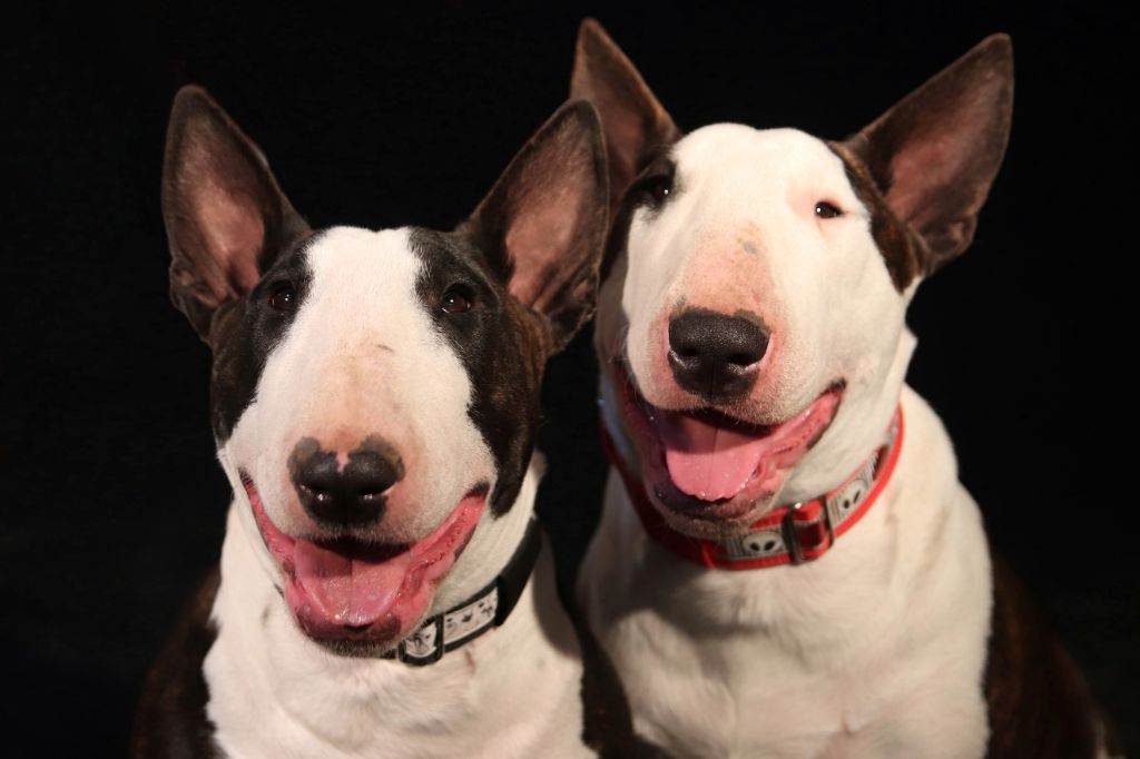 accueil-elevage-de-la-yourte-o-bull-eleveur-de-chiens-bull-terrier