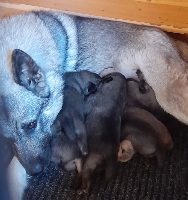 Les chiots de Chien d'elan norvegien gris