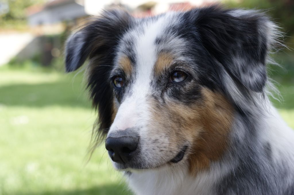 Fybie blue Valley Nasr