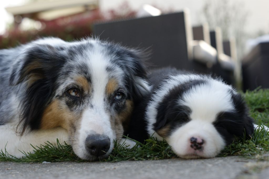 Fybie blue Valley Nasr