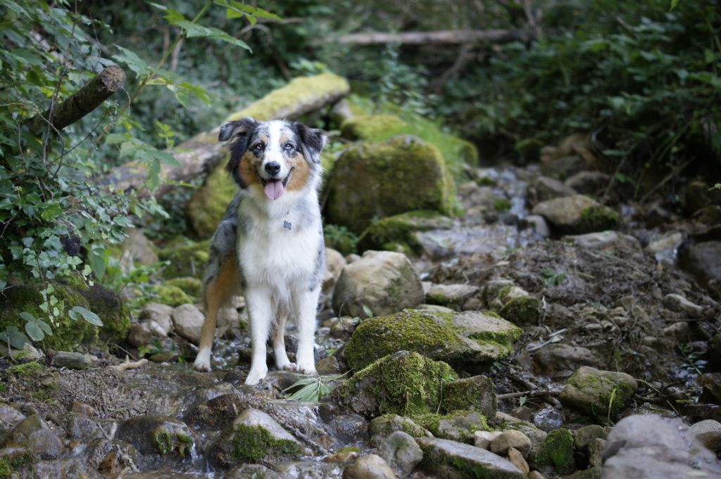 Fybie blue Valley Nasr