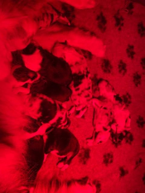 CHIOT - Berger Australien