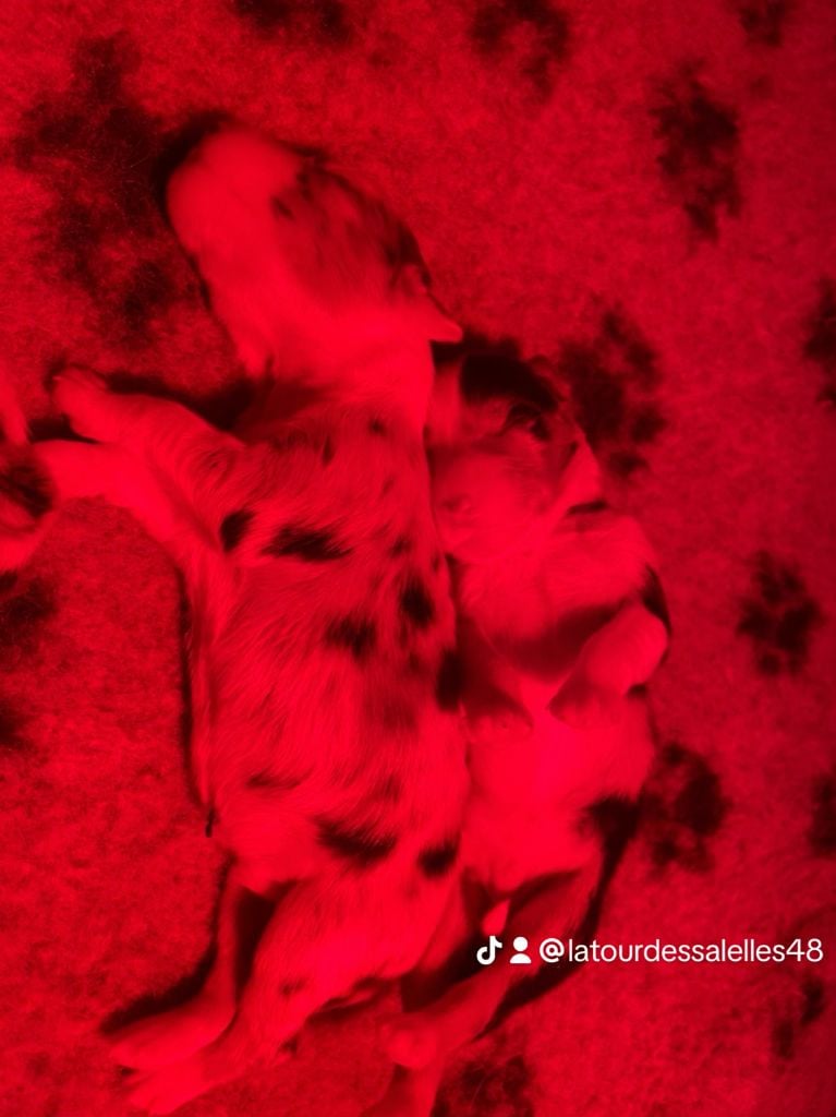 CHIOT - Berger Australien