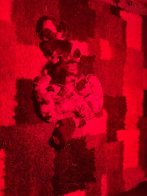 CHIOT - Berger Australien