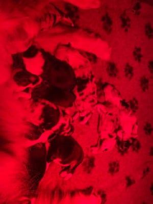 CHIOT - Berger Australien