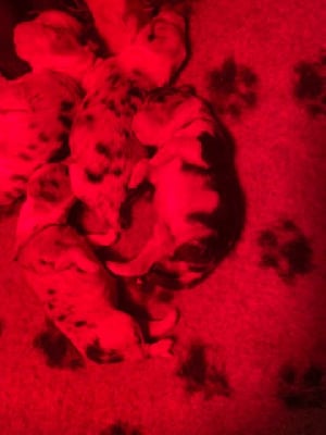 CHIOT - Berger Australien