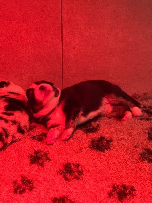 Les chiots de Berger Australien