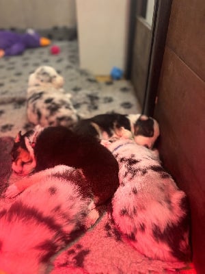 Les chiots de Berger Australien