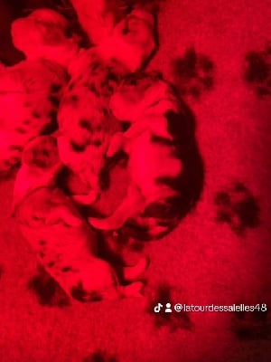 CHIOT - Berger Australien