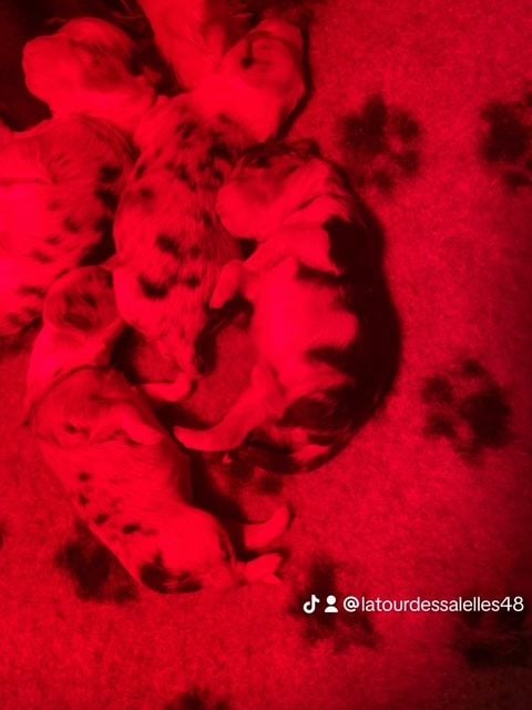 CHIOT - Berger Australien