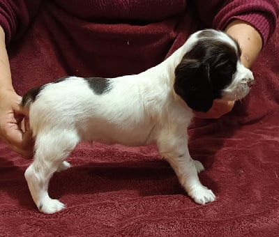 Les chiots de English Springer Spaniel