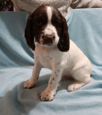 Les chiots de English Springer Spaniel