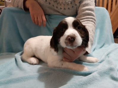 Les chiots de English Springer Spaniel