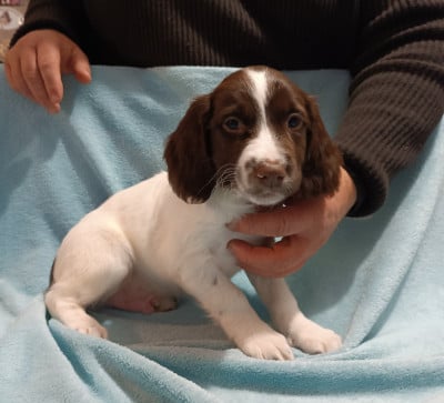 Les chiots de English Springer Spaniel