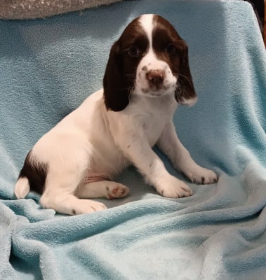 Les chiots de English Springer Spaniel
