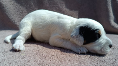 Les chiots de Setter Anglais