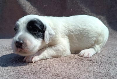 Les chiots de Setter Anglais