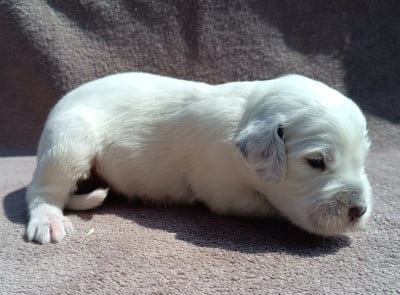 Les chiots de Setter Anglais