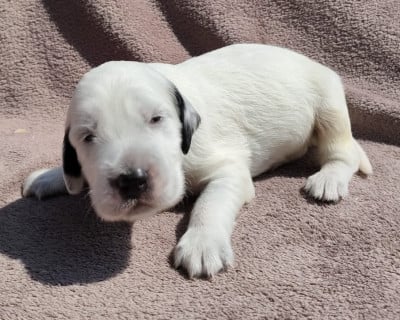 Les chiots de Setter Anglais