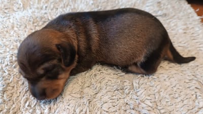 Les chiots de Teckel poil dur