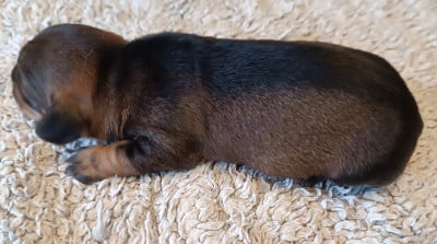 Les chiots de Teckel poil dur