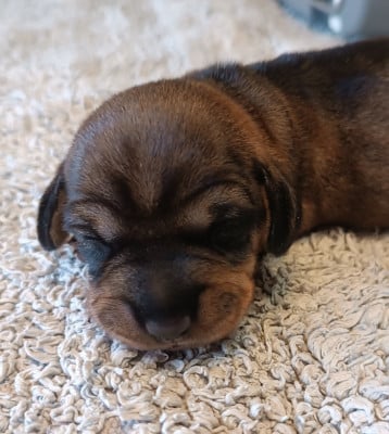 Les chiots de Teckel poil dur