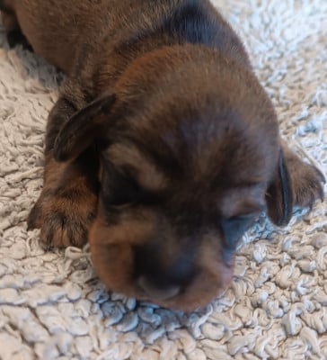 Les chiots de Teckel poil dur