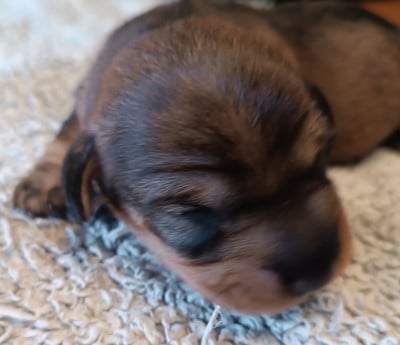 Les chiots de Teckel poil dur