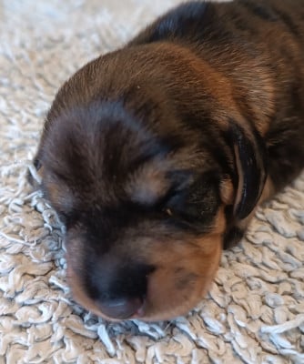 Les chiots de Teckel poil dur