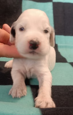 Les chiots de Setter Anglais