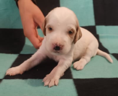 Les chiots de Setter Anglais
