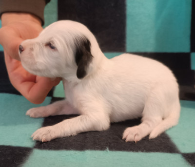 Les chiots de Setter Anglais