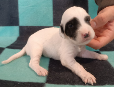 Les chiots de Setter Anglais