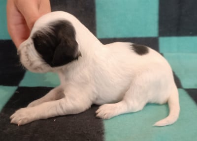 Les chiots de Setter Anglais