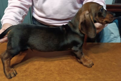 Les chiots de Teckel poil dur