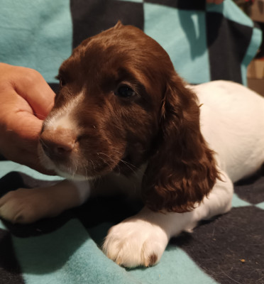 Les chiots de English Springer Spaniel