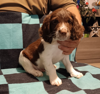 Les chiots de English Springer Spaniel